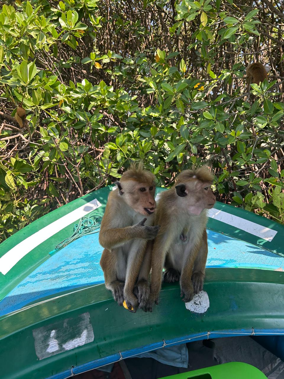 Prasa Boat Safari - Negombo Marine Voyage